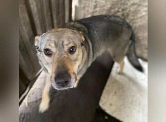 BRENDA ist eine zarte, liebevolle Hündin