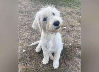 ELVIS der Hundejunge hätte so gern eine Familie