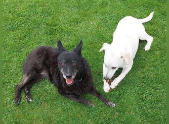 CLEO ist ein süßes Hundekind