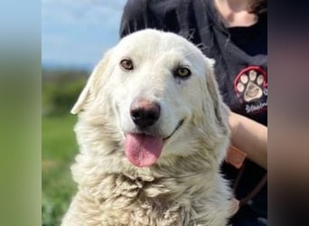 BETSY ist ein fröhliches liebes Hundemädchen