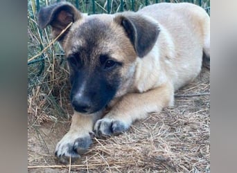 EMIR das Hundekind wurde herzlos ausgesetzt