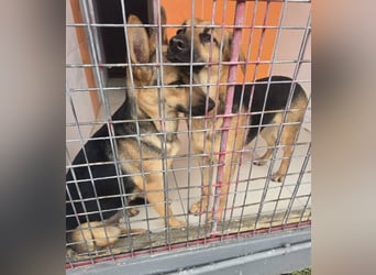 KIARA zittert um ihr junges Leben