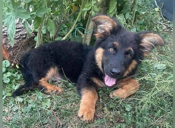 SULTAN das Hundkind wurde zurück gelassen