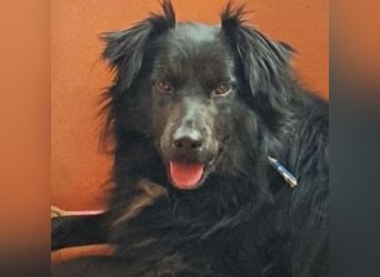 RINA  ist eine  besonders tolle Hundelady