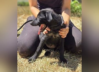 BELLA das Hundebaby wurde herzlos entsorgt