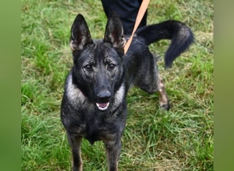 ZOYA sucht ein liebevolles Zuhause