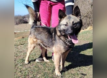 ARWEN wurde herzlos ausgesetzt