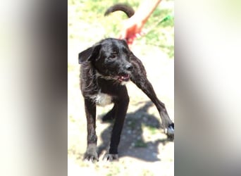 BOBBY 3 trotz sonnigen Gemüt in Lebensgefahr