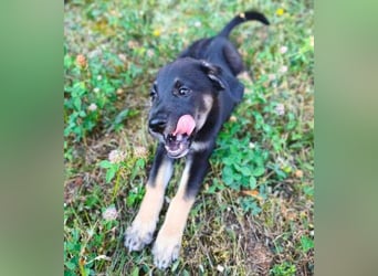 FLOKY , der kleine Hundebub wurde ausgesetzt