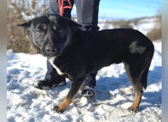 NERO ist eine Seele von Hund