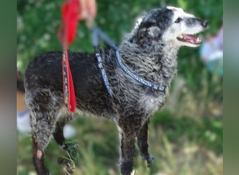 LOLA  ist ein liebe, ruhige Hundedame