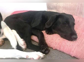 ANA 2 ist ein zauberhaftes Hundemädchen