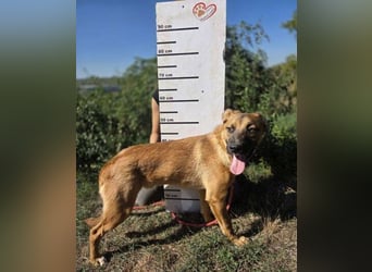 ARAMIS der Hundejunge irrte verloren umher