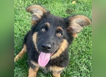 SULTAN das Hundkind wurde zurück gelassen