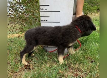 LORI das arme Hundekind wurde im Stich gelassen