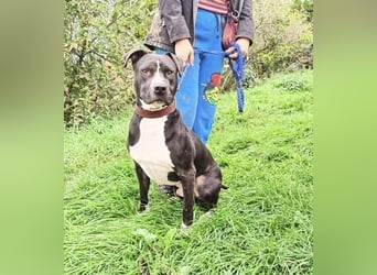 BARON wer kann ihm ein Zuhause schenken?