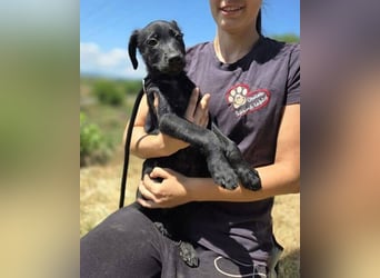 BELLA das Hundebaby wurde herzlos entsorgt