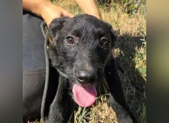 FRANZ das Hundekind wurde im Stich gelassen