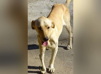 BAK schwebt in großer Gefahr