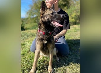 ARWEN wurde herzlos ausgesetzt