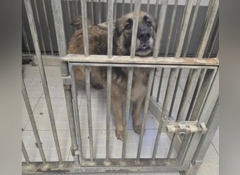 NICOLAU wurde erbarmungslos entsorgt