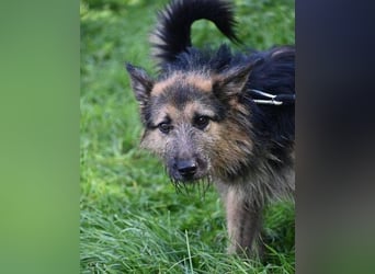 GASTON liebt Menschen über alles