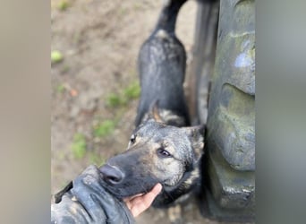 ZOYA wartet sehnsüchtig auf ein liebevolles Zuhause