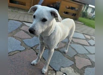 CLEO ist ein süßes Hundekind