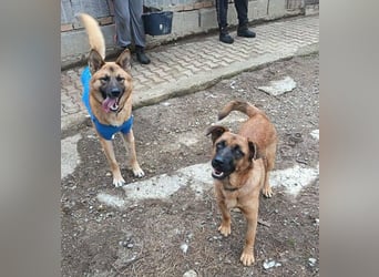 ARTHUR 2 sucht sein Zuhause