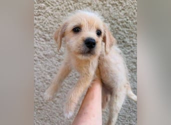 STROLCH  , das Hundekind wünscht sich ein Zuhause