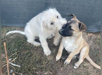 ELVIS der Hundejunge hätte so gern eine Familie