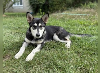 KEZIA , süßes HuskyMix Mädchen