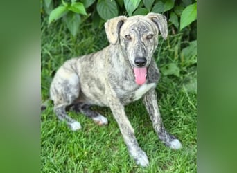TIGRA sucht ein liebevolles Zuhause