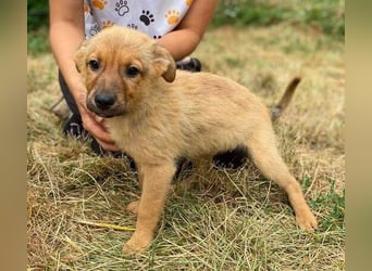 KYRA -das Hundebaby wurde "weggeworfen "