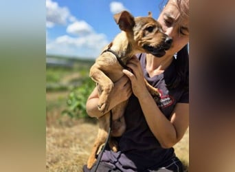 GIMLI ist ein zuckersüßes Hundebaby