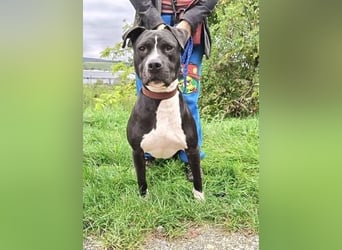 BARON wer kann ihm ein Zuhause schenken?