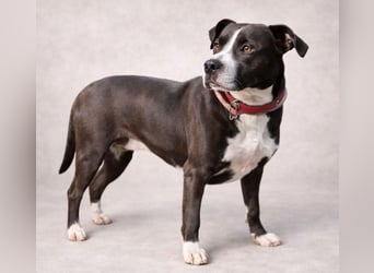 TORI hat einen Herzenswunsch  -ein Zuhause