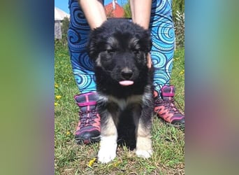 Laura ist ein süßes Hundemädchen