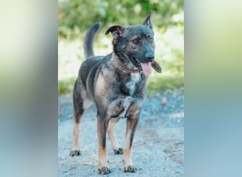 CHRISS ist ein bildhübsche Hundejunge