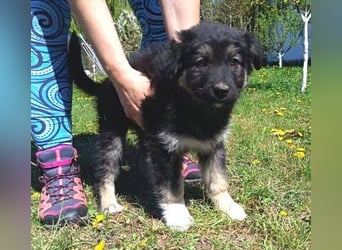 Laura ist ein süßes Hundemädchen