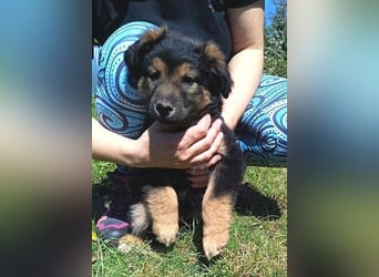 LIMA ist eine goldiges Hundekind