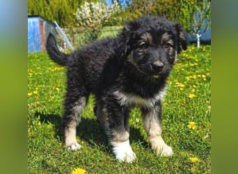 Laura ist ein süßes Hundemädchen