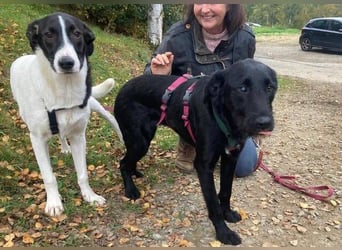 ANA 2 ist ein zauberhaftes Hundemädchen