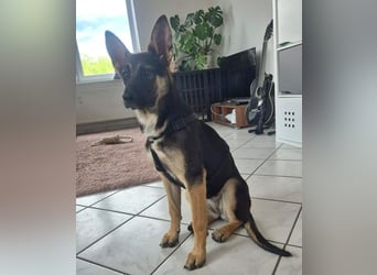 RONA sucht nach Zuwendung