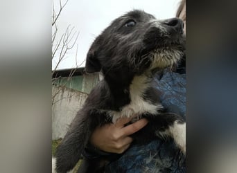 LUNA 2 ist ein süßes Hundemädchen