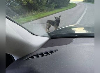 ARWEN wurde herzlos ausgesetzt