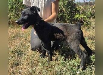 FRANZ das Hundekind wurde im Stich gelassen