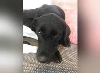 ANA 2 ist ein zauberhaftes Hundemädchen