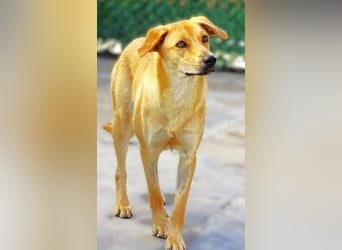 LIA ist dem Tod knapp entkommen