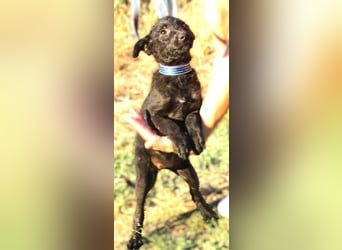 BETSY 2 ist ein Schnuckelchen